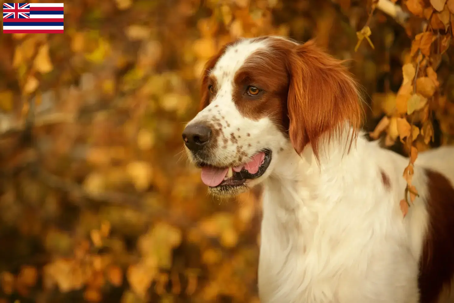 Irish Red and White Setter puppies and breeder Hawaii Find Irish Red and White Setter breeders in Hawaii.