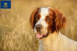Read more about the article Irish Red and White Setter breeders and puppies in Idaho