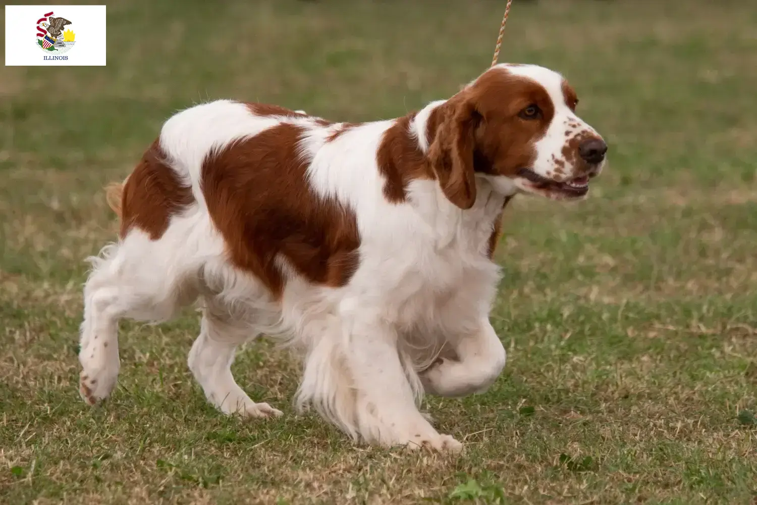 Read more about the article Irish Red and White Setter breeders and puppies in Illinois