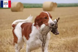 Read more about the article Irish Red and White Setter breeders and puppies in Iowa