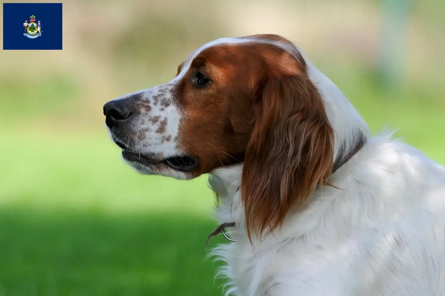 Read more about the article Irish Red and White Setter breeders and puppies in Maine