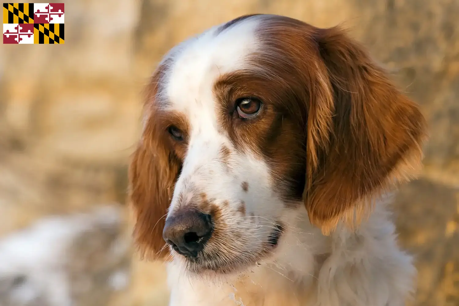 Irish Red and White Setter puppies and breeder Maryland Find Irish Red and White Setter breeders in Maryland.