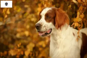 Read more about the article Irish Red and White Setter Breeders and Puppies in Massachusetts