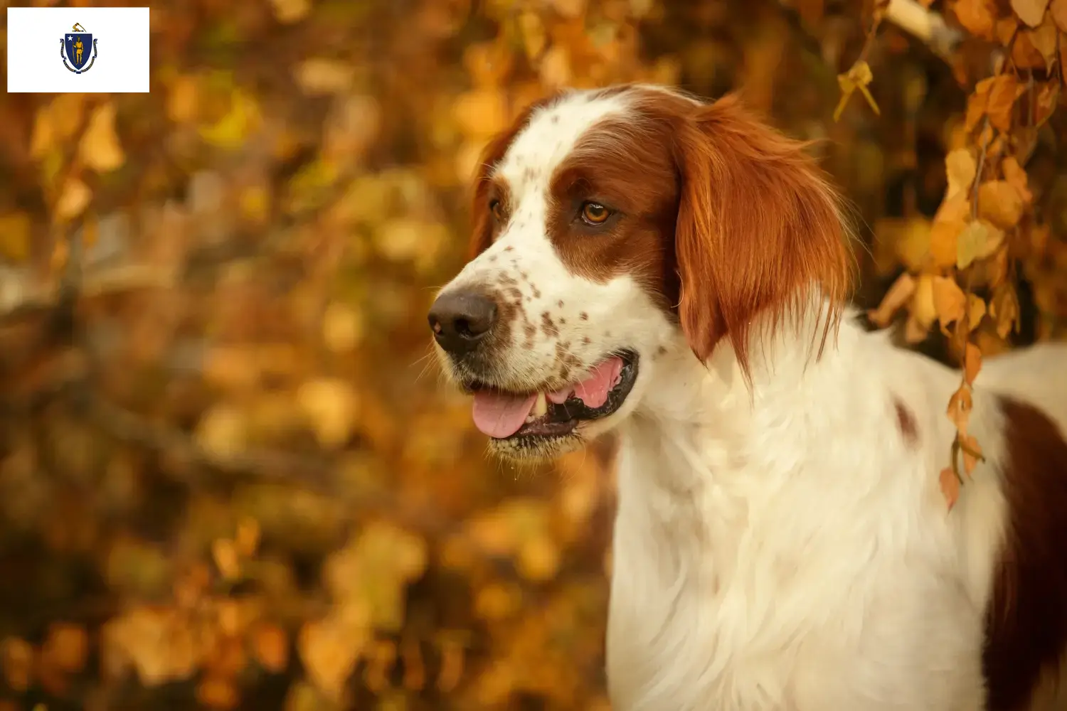 Read more about the article Irish Red and White Setter Breeders and Puppies in Massachusetts