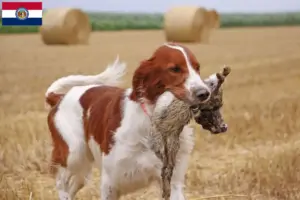 Read more about the article Irish Red and White Setter breeders and puppies in Missouri
