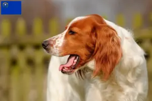 Read more about the article Irish Red and White Setter breeders and puppies in Nevada