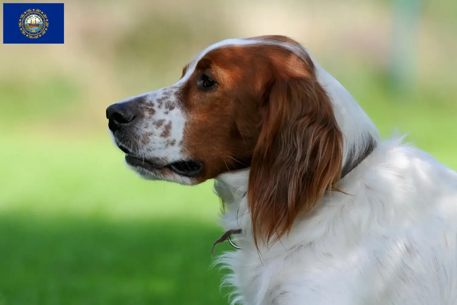 Irish Red and White Setter puppies and breeders New Hampshire Find Irish Red and White Setter breeders in New Hampshire.