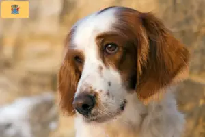Read more about the article Irish Red and White Setter breeders and puppies in New Jersey