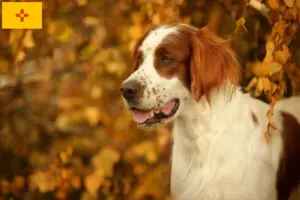 Read more about the article Irish Red and White Setter Breeders and Puppies in New Mexico