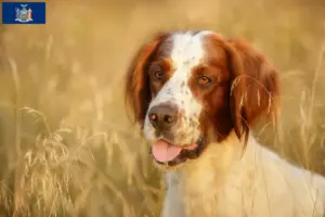Read more about the article Irish Red and White Setter Breeder and Puppies in New York