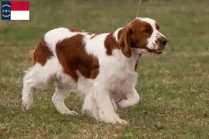 Read more about the article Irish Red and White Setter Breeders and Puppies in North Carolina