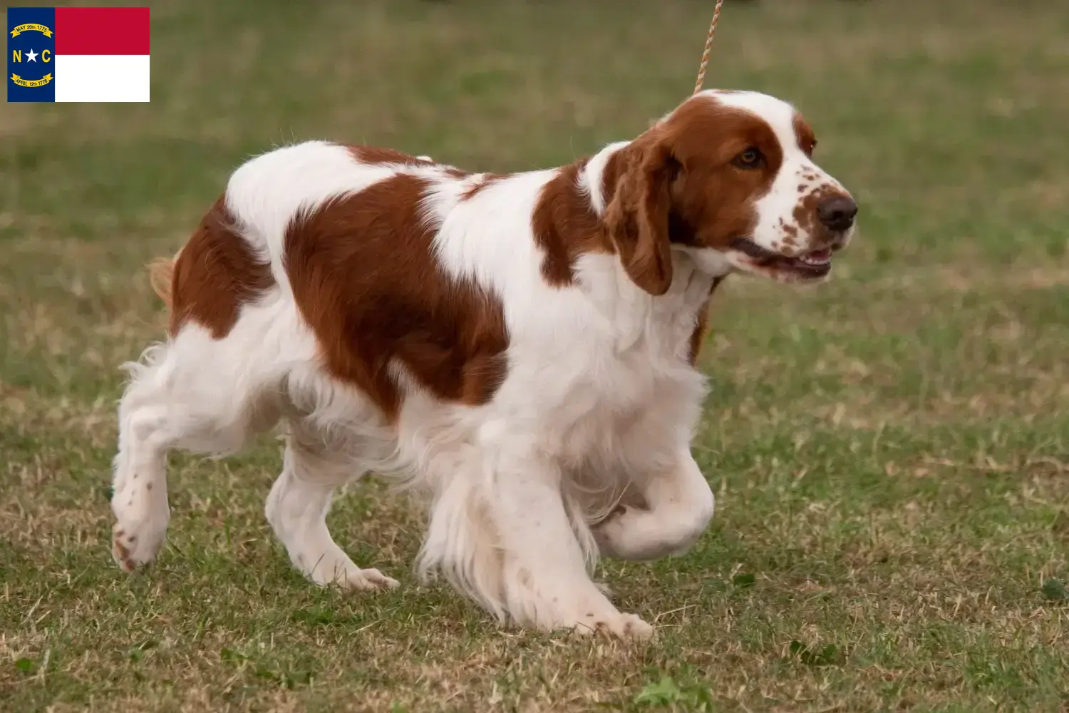 Read more about the article Irish Red and White Setter Breeders and Puppies in North Carolina