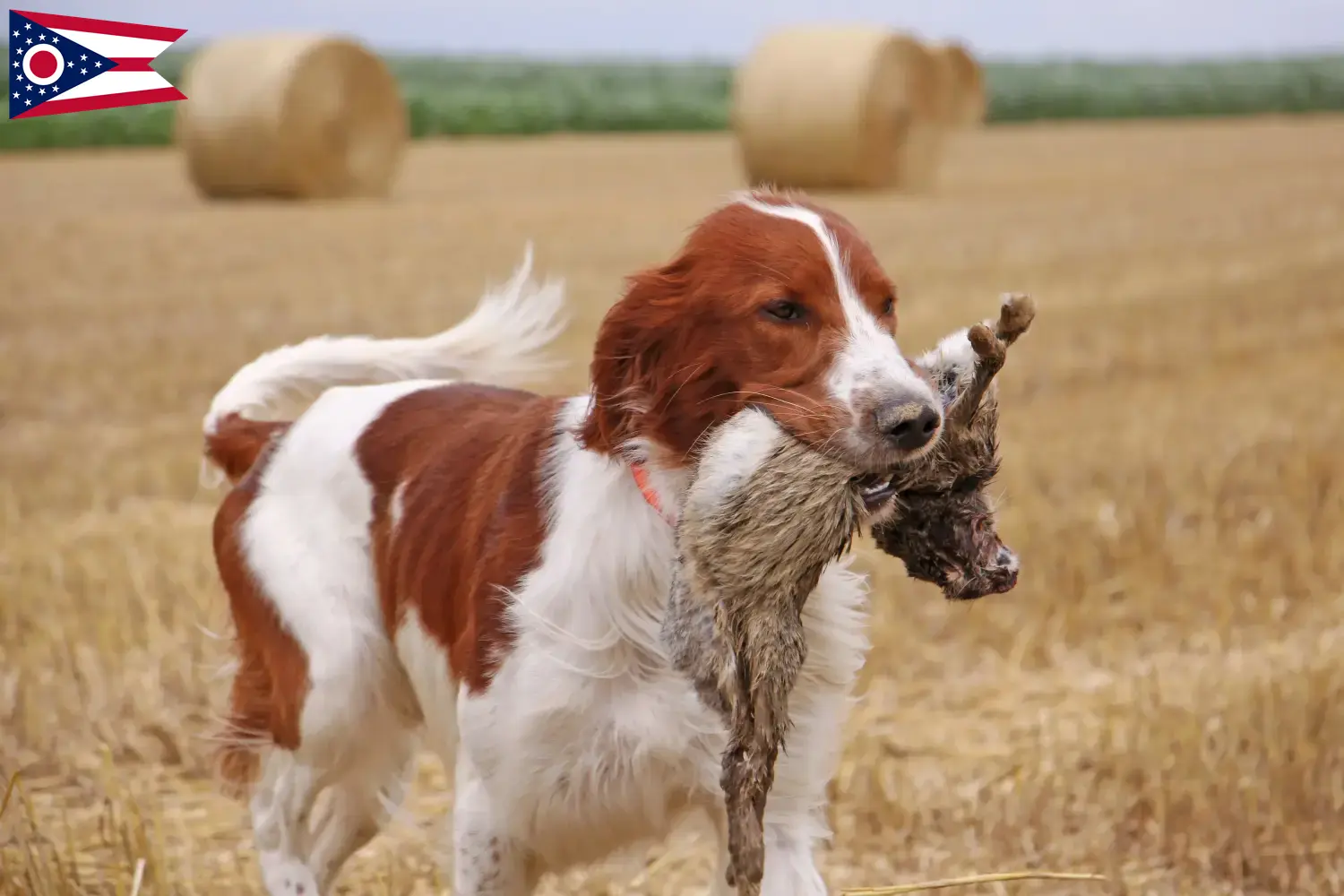 Read more about the article Irish Red and White Setter breeders and puppies in Ohio