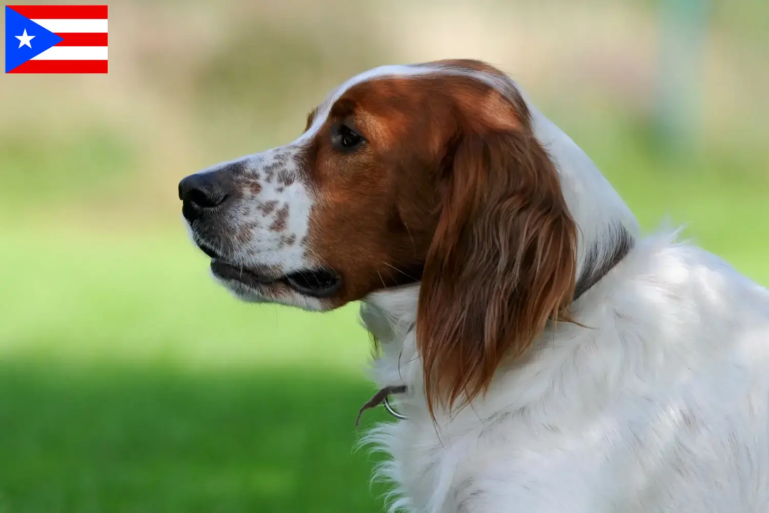 Read more about the article Irish Red and White Setter breeders and puppies in Puerto Rico