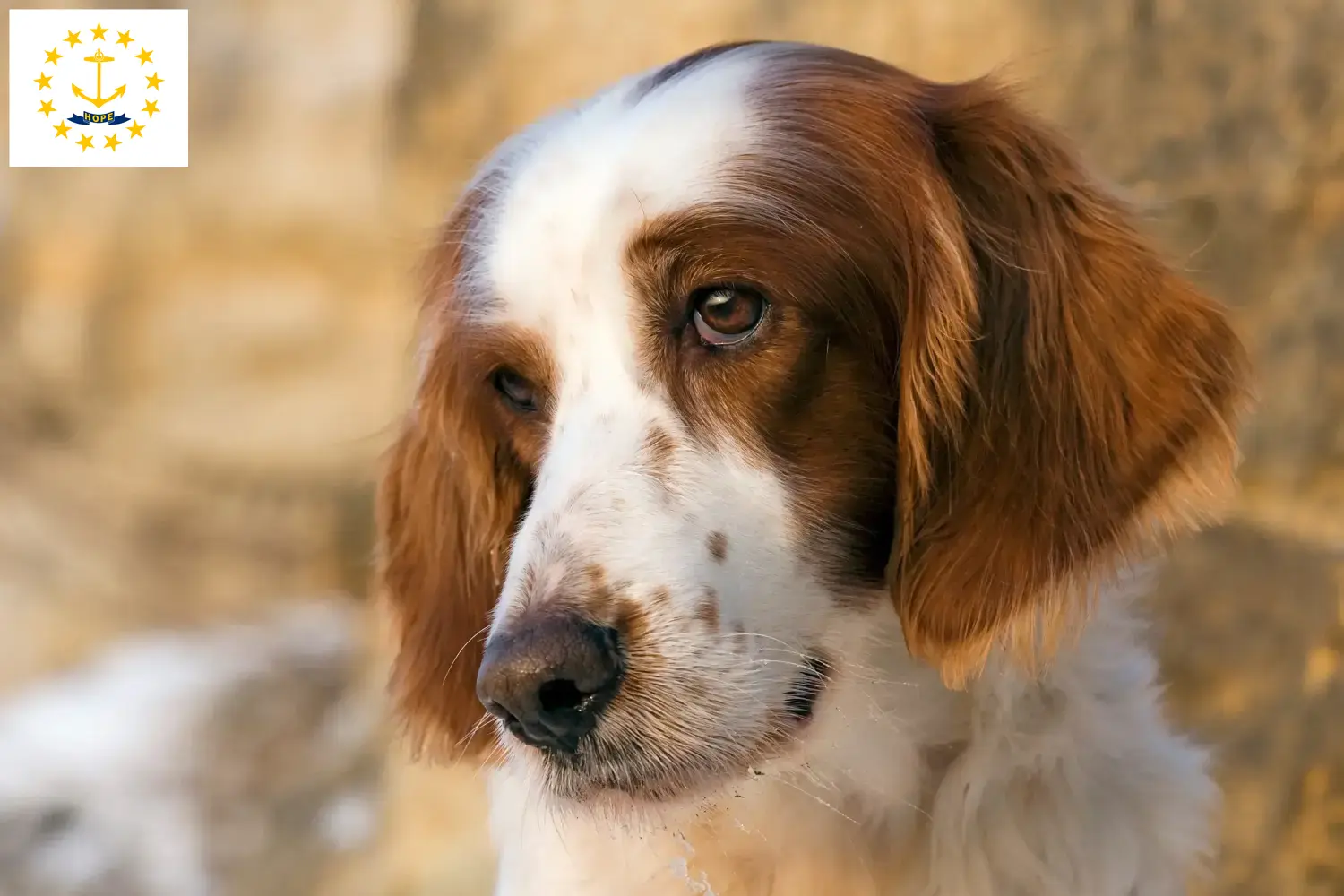Read more about the article Irish Red and White Setter Breeders and Puppies in Rhode Island