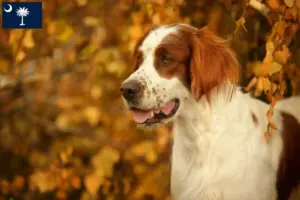Read more about the article Irish Red and White Setter Breeders and Puppies in South Carolina