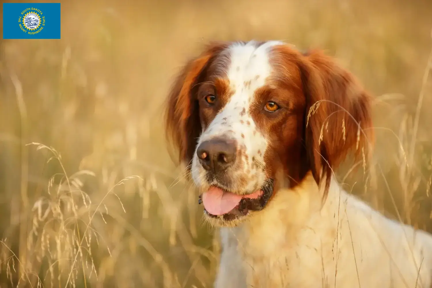 Read more about the article Irish Red and White Setter Breeders and Puppies in South Dakota