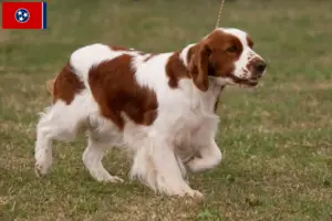 Read more about the article Irish Red and White Setter breeders and puppies in Tennessee
