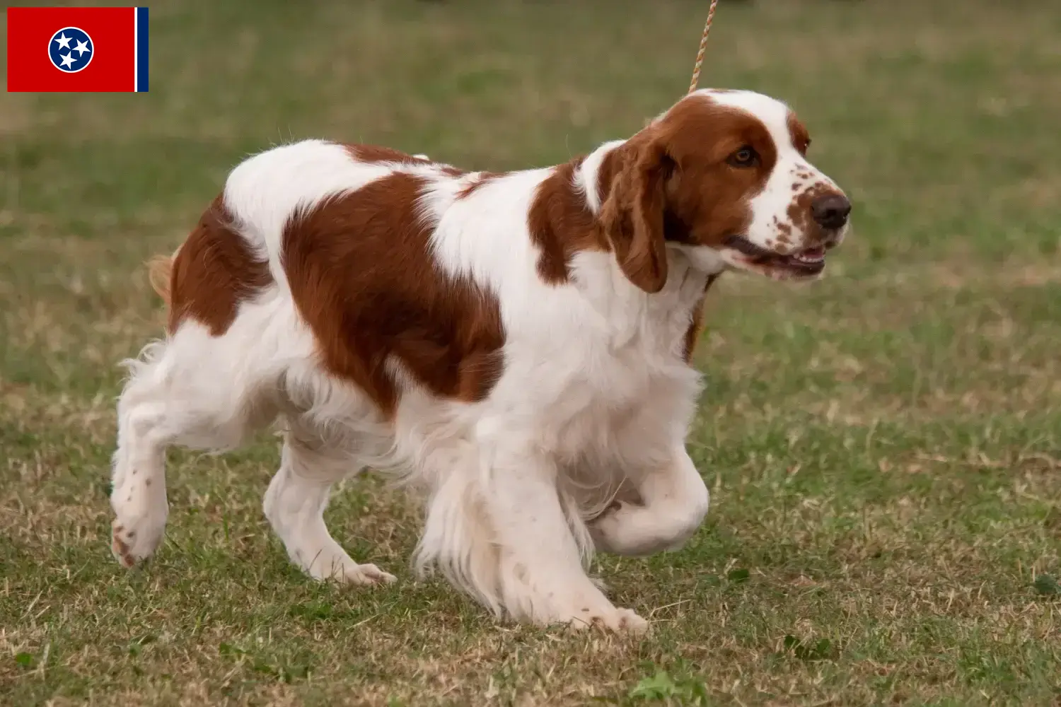 Read more about the article Irish Red and White Setter breeders and puppies in Tennessee