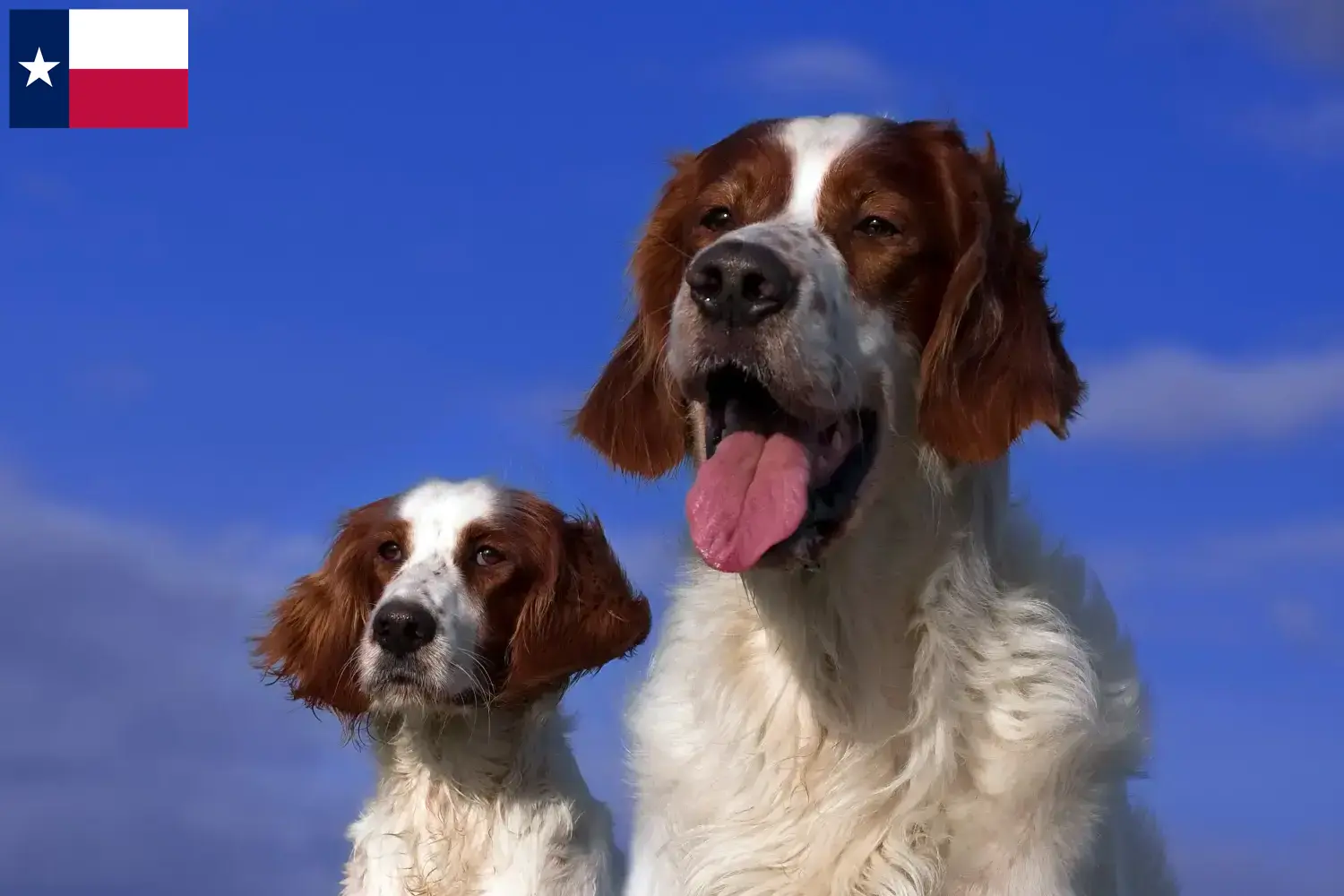Read more about the article Irish Red and White Setter breeders and puppies in Texas