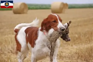 Read more about the article Irish Red and White Setter breeders and puppies in Utah