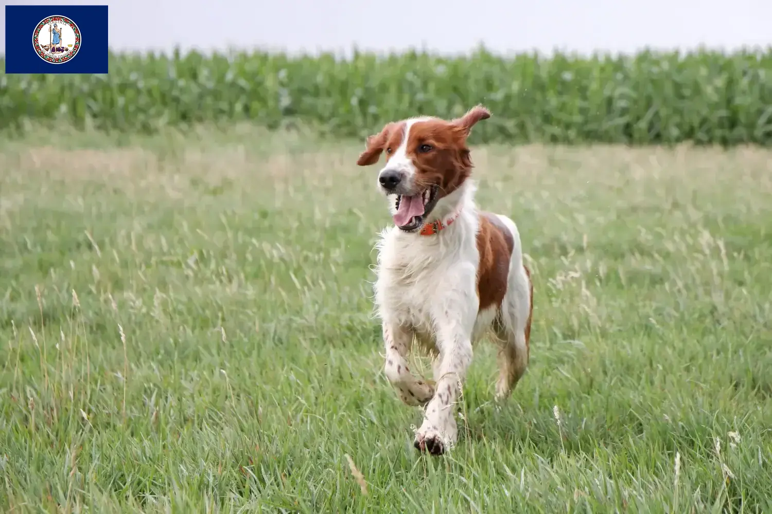 Read more about the article Irish Red and White Setter breeders and puppies in Virginia