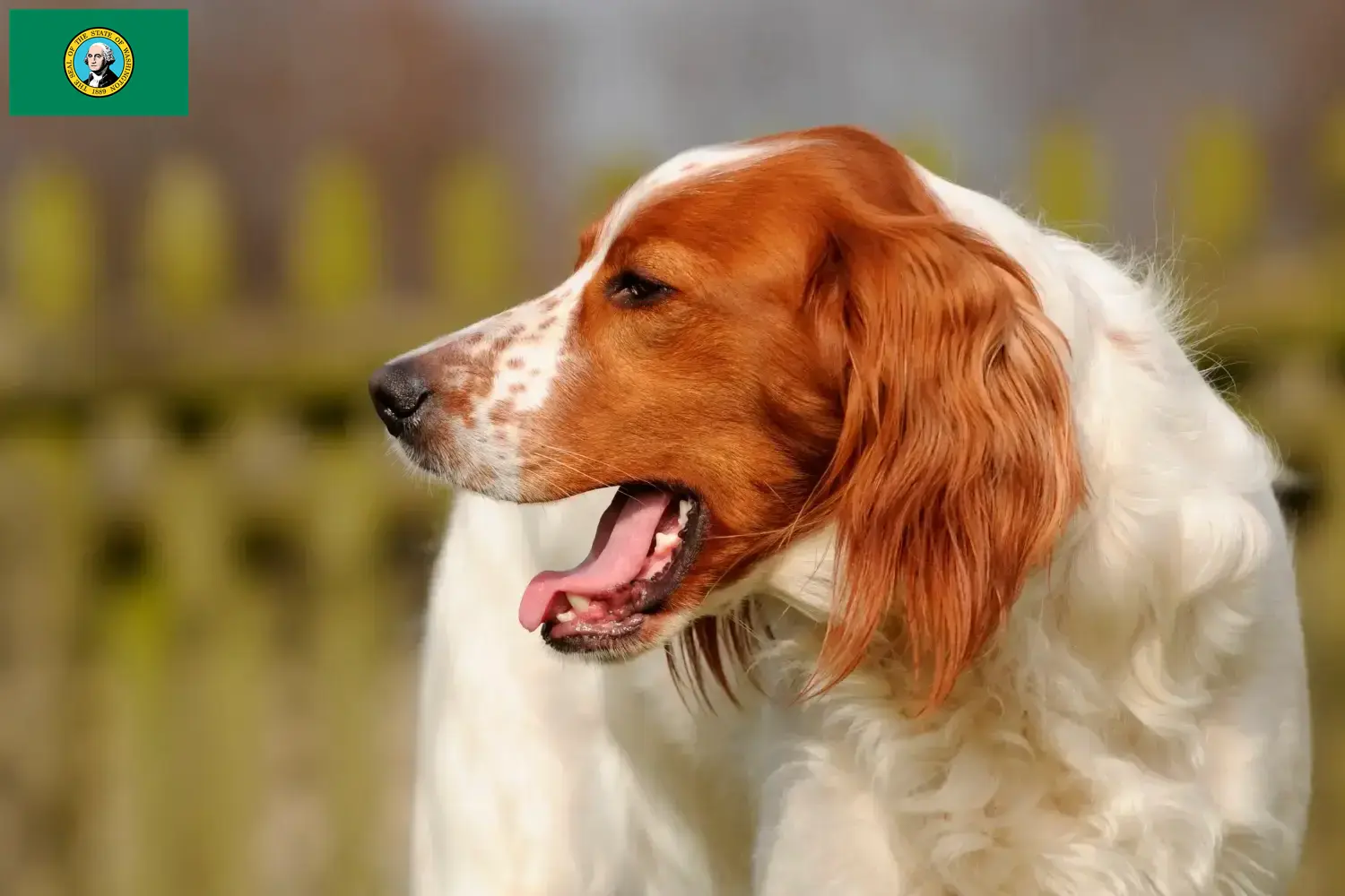 Read more about the article Irish Red and White Setter breeders and puppies in Washington