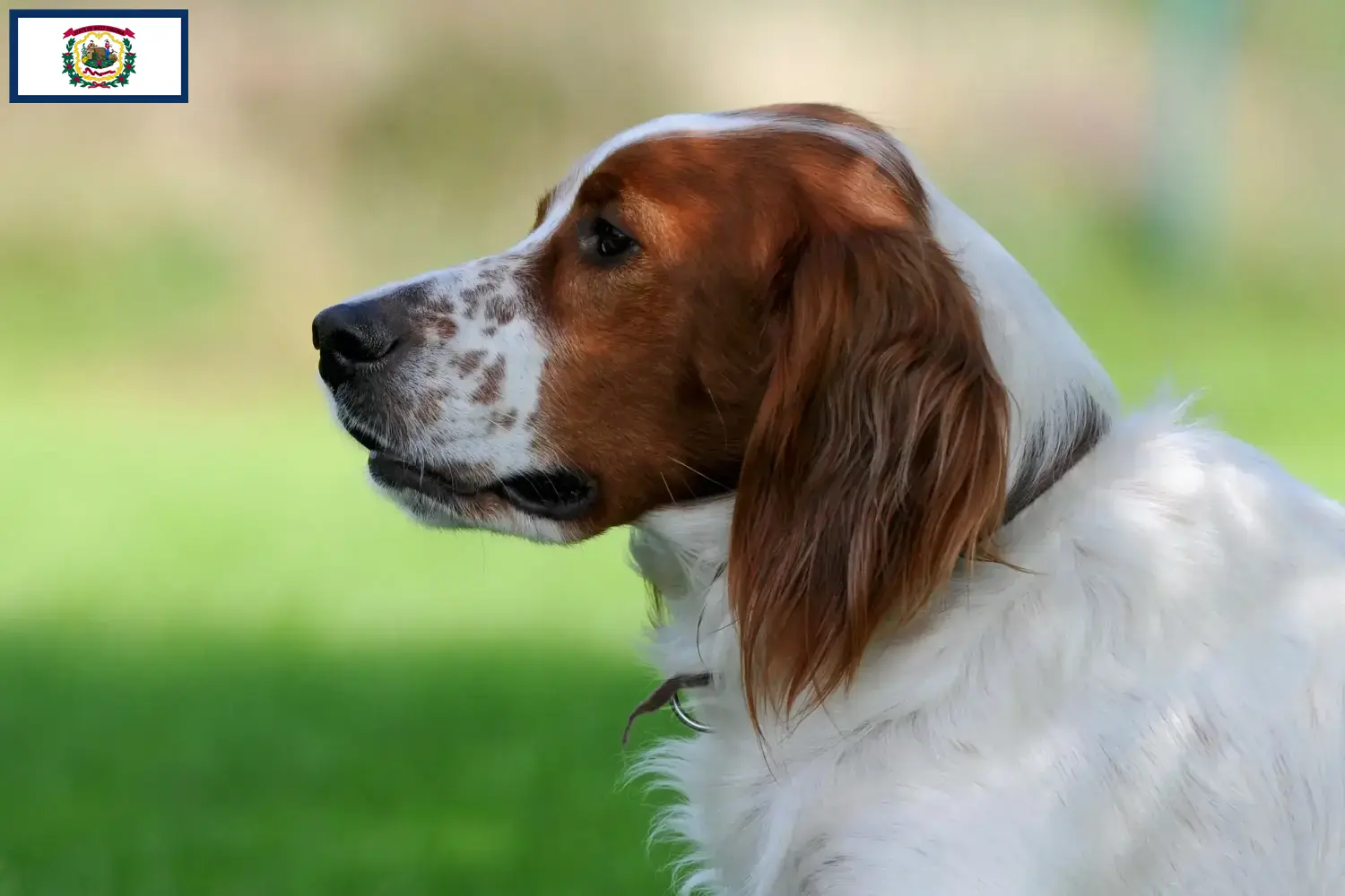 Read more about the article Irish Red and White Setter breeders and puppies in West Virginia