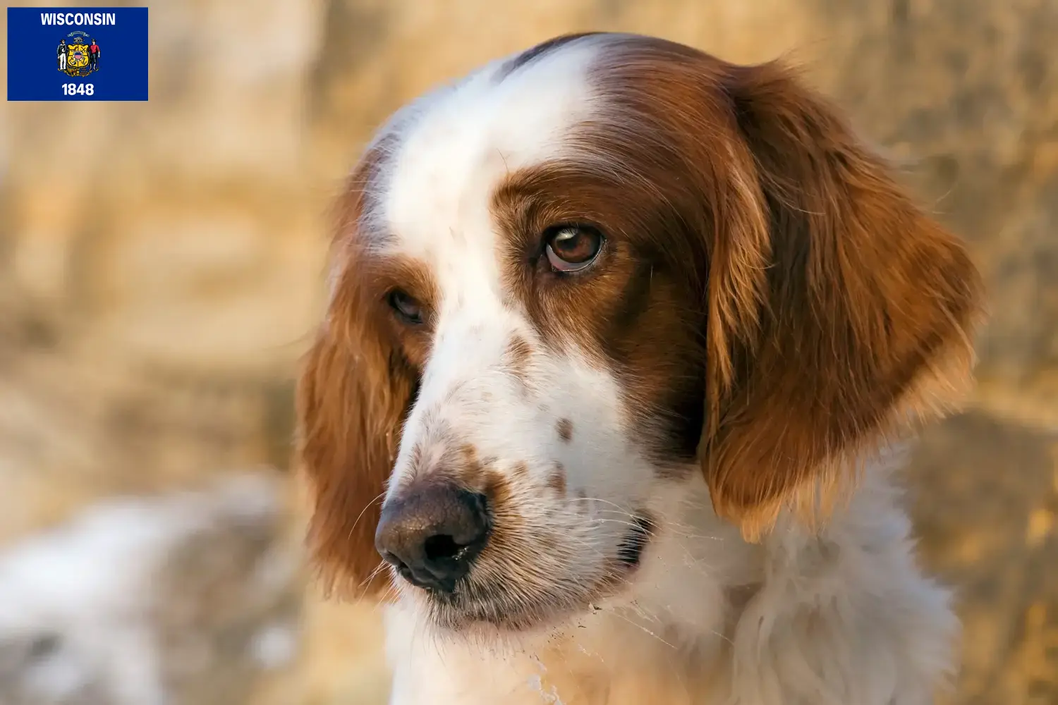 Read more about the article Irish Red and White Setter breeders and puppies in Wisconsin