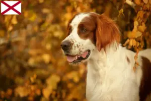 Read more about the article Irish Red and White Setter breeders and puppies in Alabama