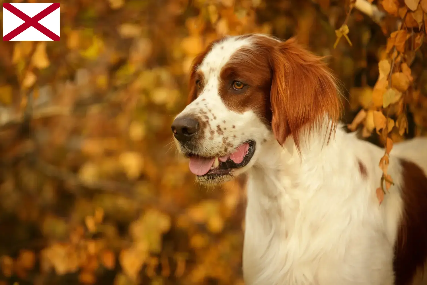 Irish Red and White Setter puppies and breeder Alabama Find Irish Red and White Setter breeders in Alabama.