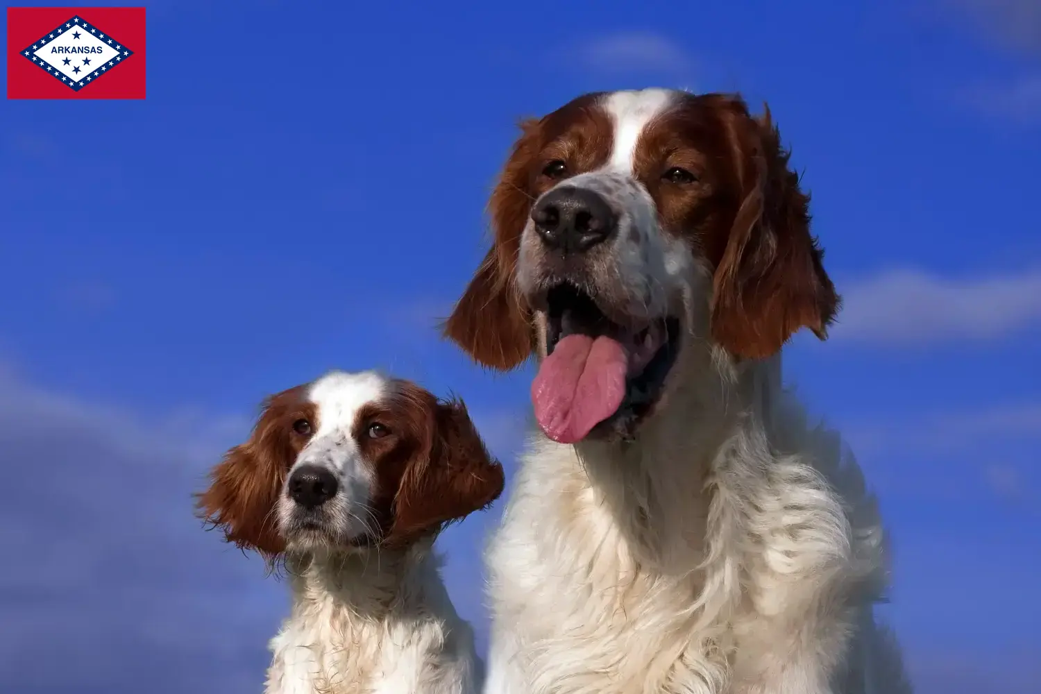 Irish Red and White Setter puppies and breeders Arkansas Find Irish Red and White Setter breeders in Arkansas.