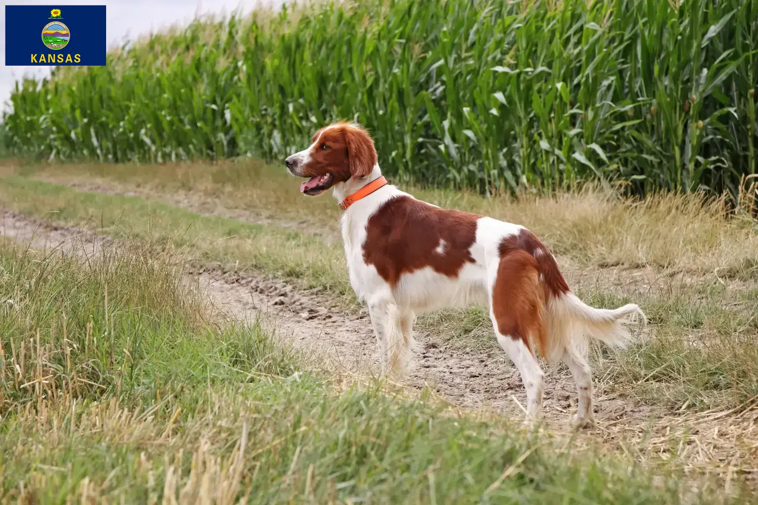 Read more about the article Irish Red and White Setter breeders and puppies in Kansas
