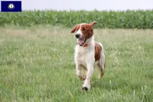 Read more about the article Irish Red and White Setter breeders and puppies in Kentucky