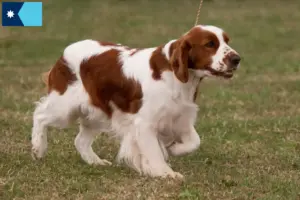 Read more about the article Irish Red and White Setter Breeders and Puppies in Minnesota