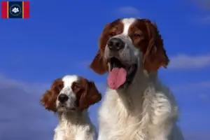Read more about the article Irish Red and White Setter Breeders and Puppies in Mississippi