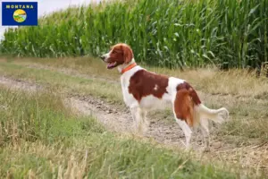 Read more about the article Irish Red and White Setter breeders and puppies in Montana