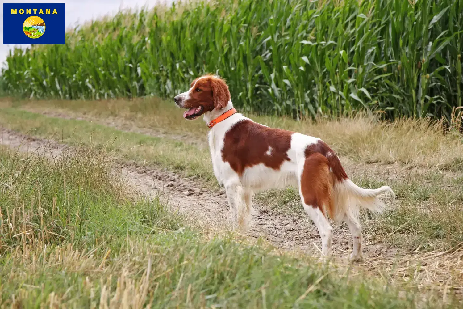 Irish Red and White Setter puppies and breeder Montana Find Irish Red and White Setter breeders in Montana.