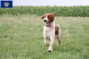 Read more about the article Irish Red and White Setter breeders and puppies in Nebraska