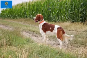 Read more about the article Irish Red and White Setter Breeders and Puppies in Oklahoma