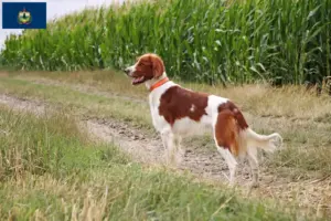 Read more about the article Irish Red and White Setter breeders and puppies in Vermont