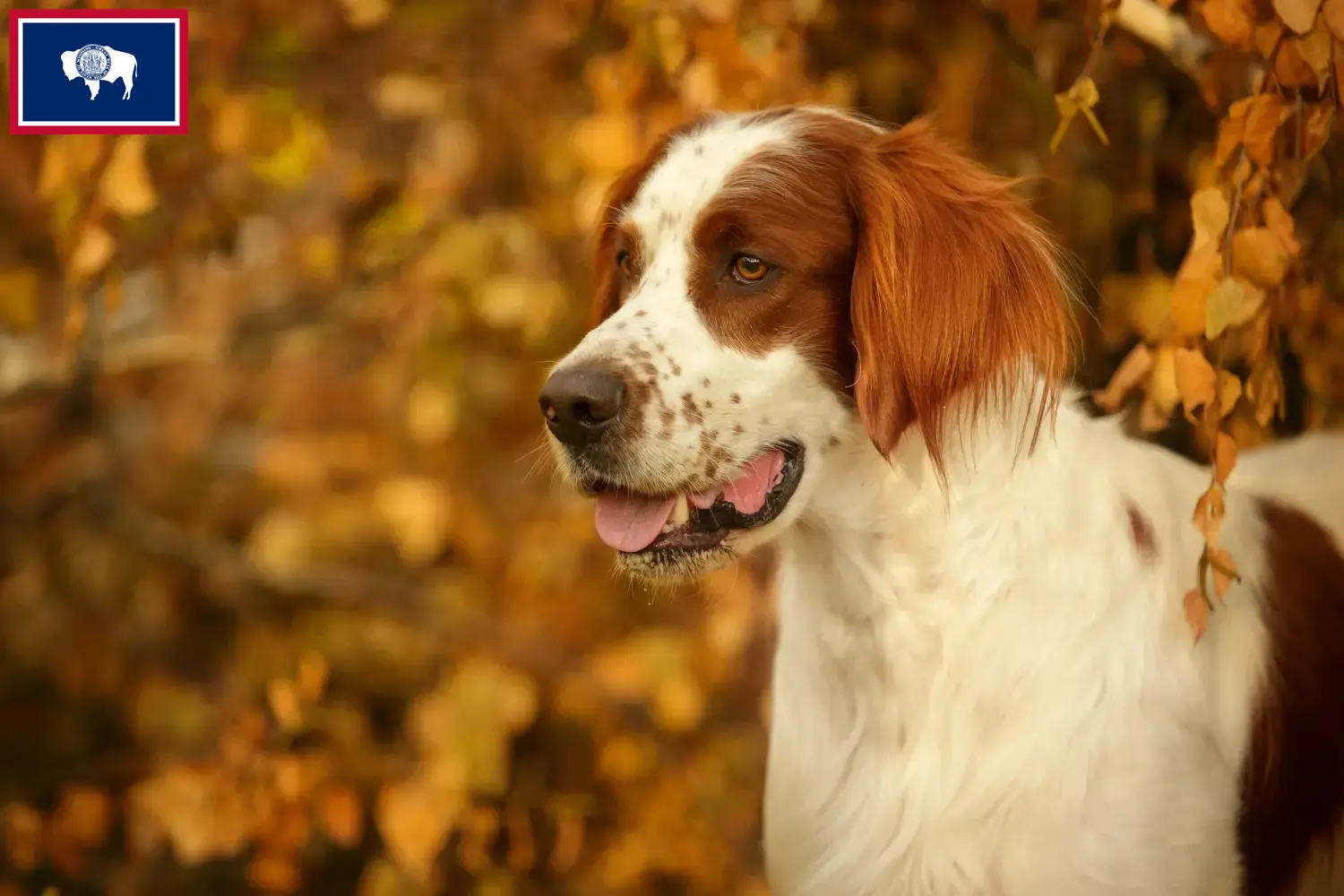 Read more about the article Irish Red and White Setter Breeders and Puppies in Wyoming