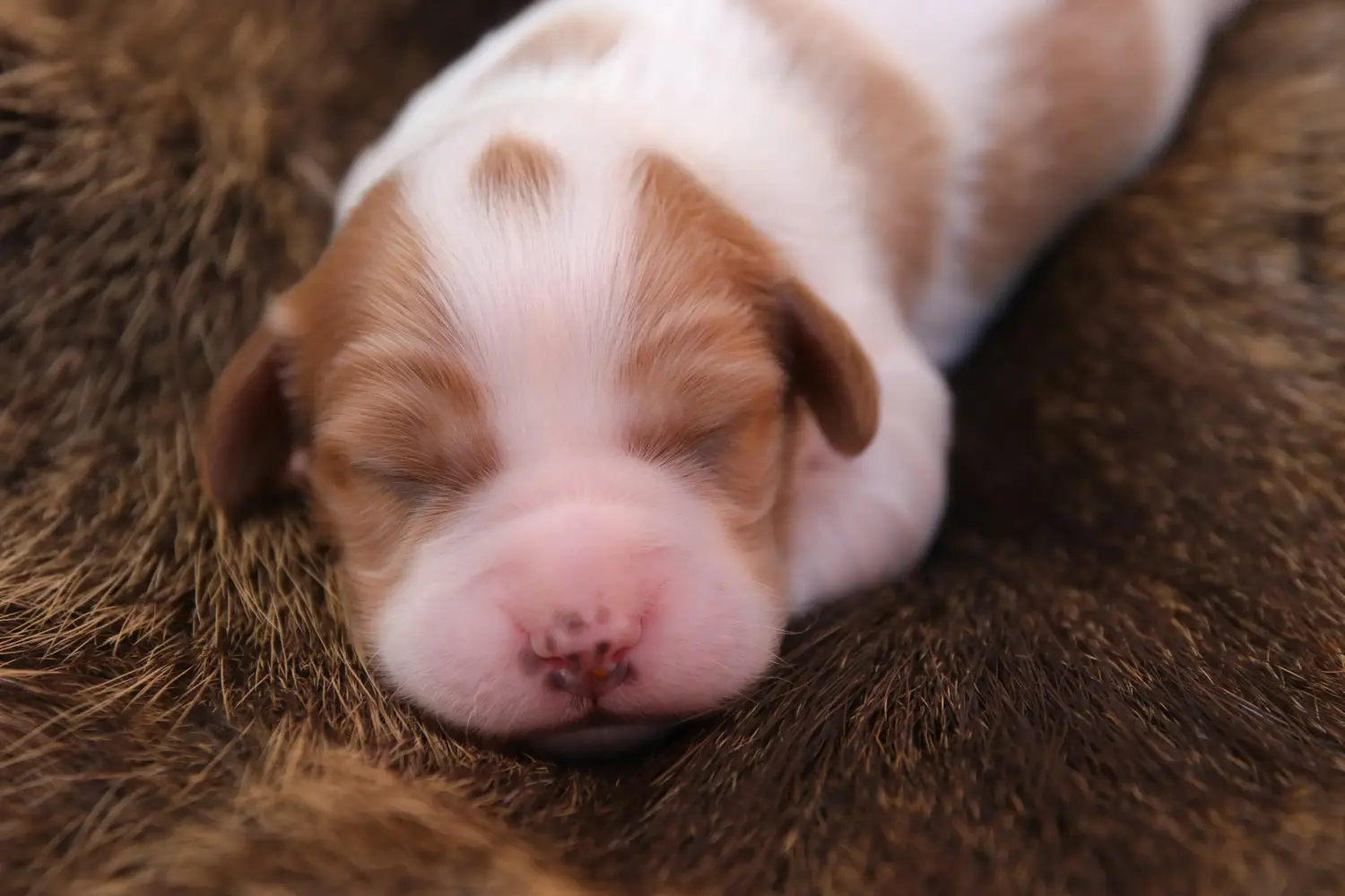 Buying an Irish Red and White Setter puppy means taking responsibility! Buy Irish Red and White Setter puppies.