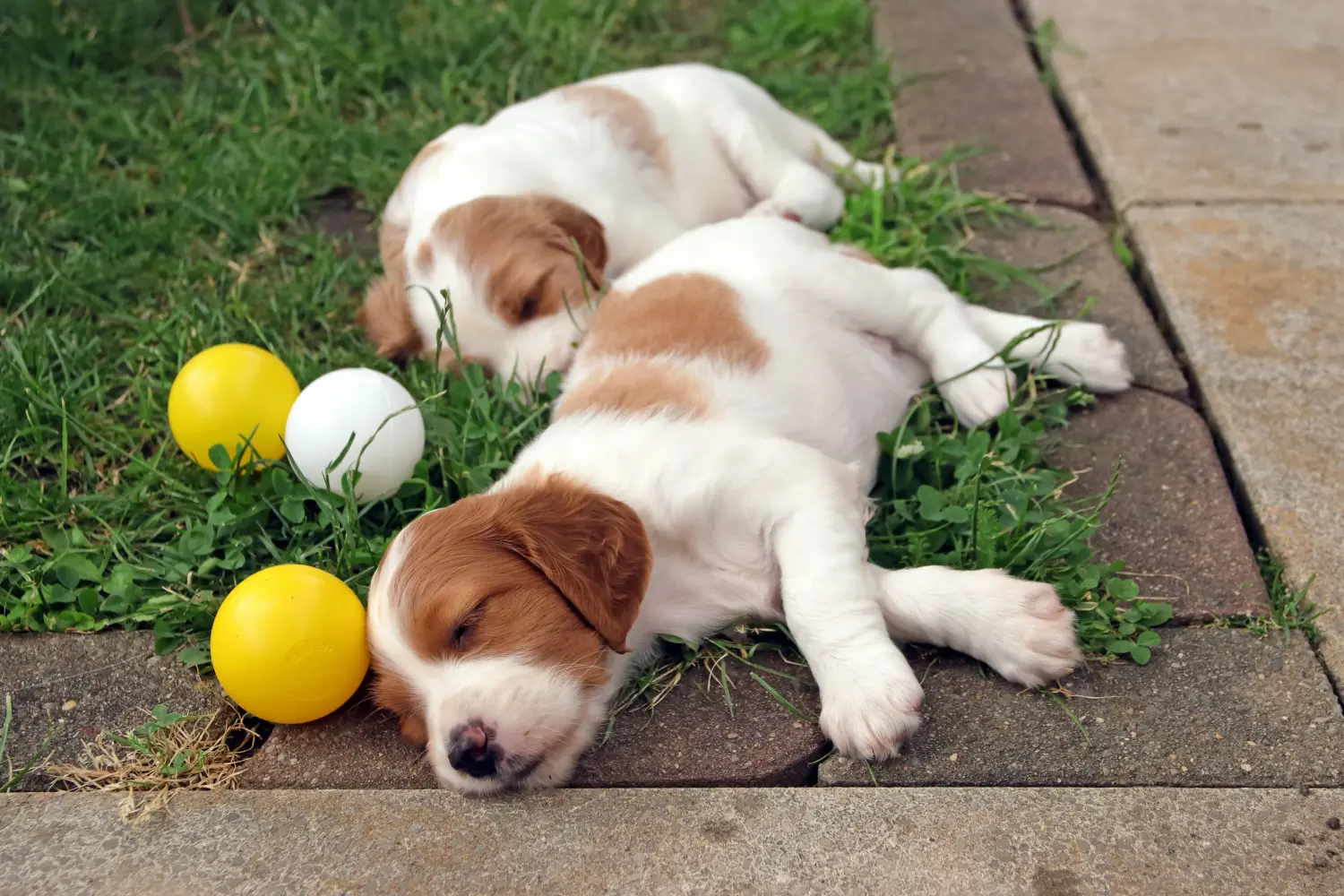 Buying an Irish Red and White Setter puppy means taking responsibility! Buy Irish Red and White Setter puppies.
