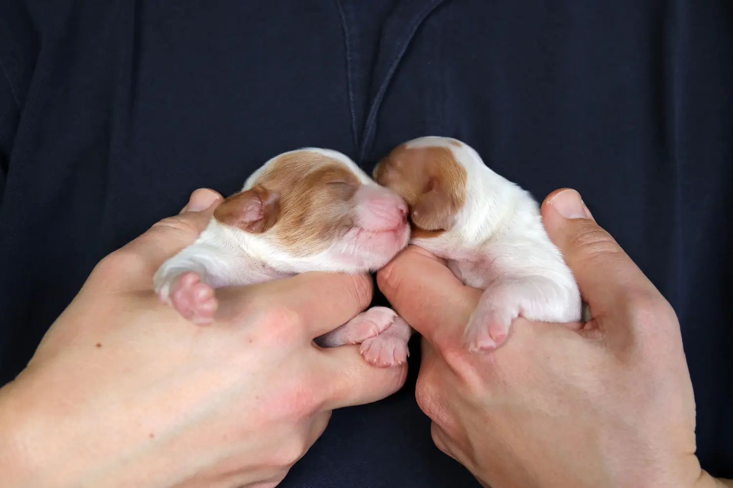Buying an Irish Red and White Setter puppy means taking responsibility! Buy Irish Red and White Setter puppies.