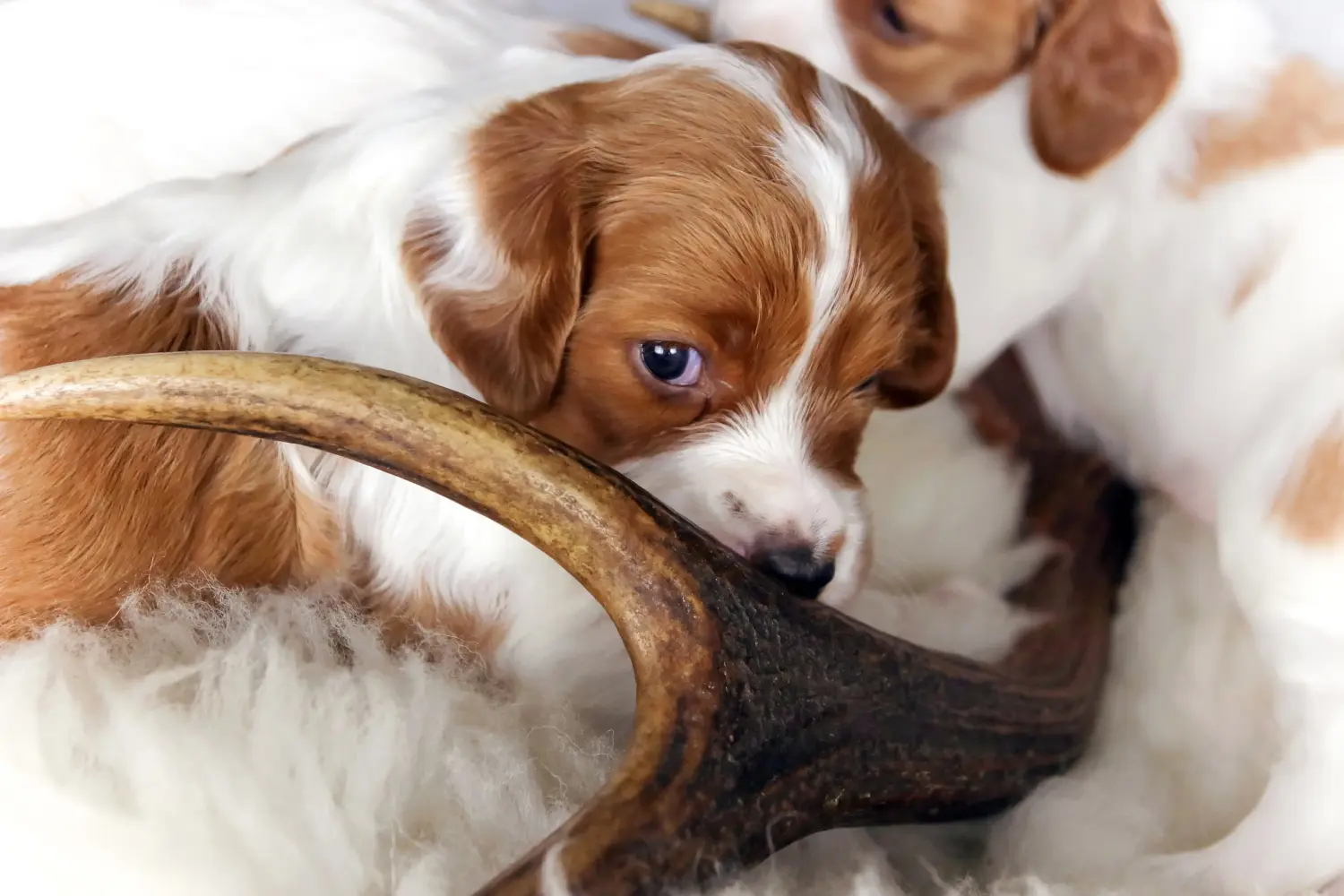 Buying an Irish Red and White Setter puppy means taking responsibility! Buy Irish Red and White Setter puppies.