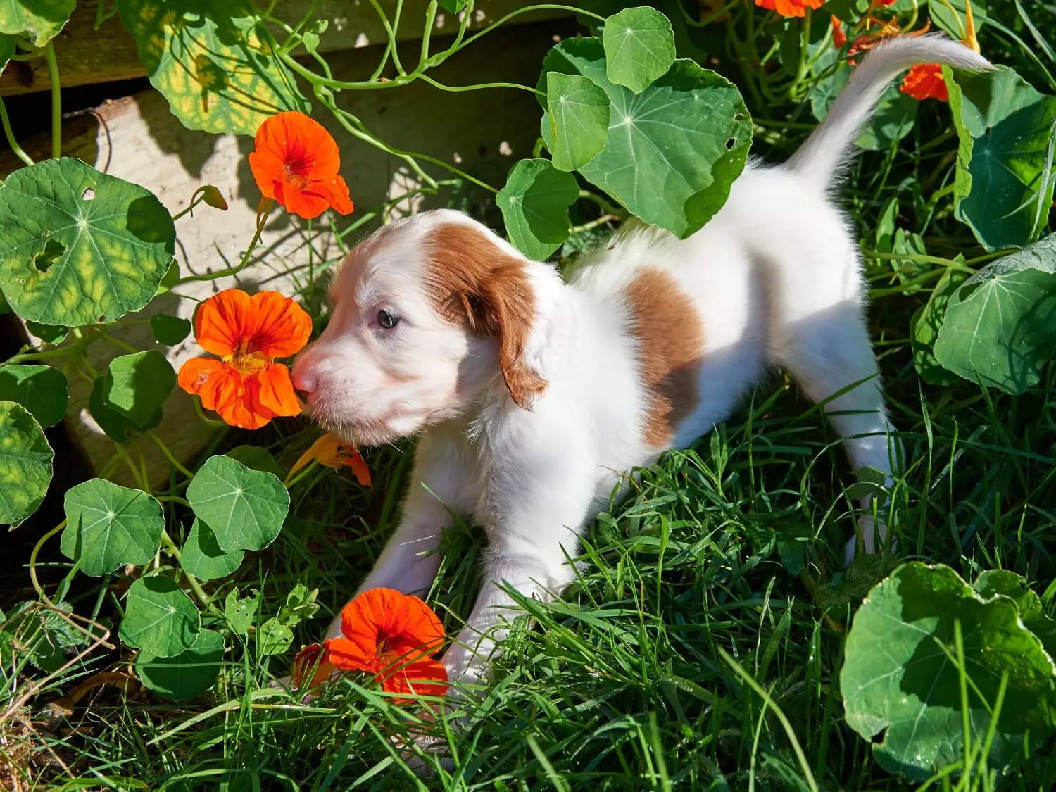 Buying an Irish Red and White Setter puppy means taking responsibility! Buy Irish Red and White Setter puppies.