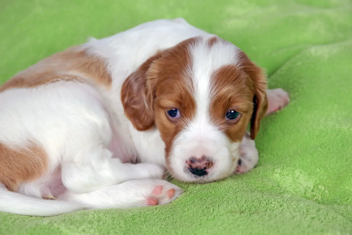 Buying an Irish Red and White Setter puppy means taking responsibility! Buy Irish Red and White Setter puppies.