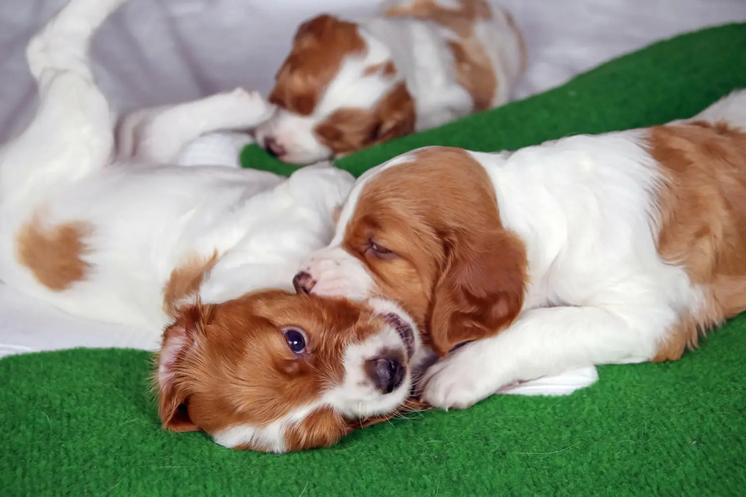 Buying an Irish Red and White Setter puppy means taking responsibility! Buy Irish Red and White Setter puppies.