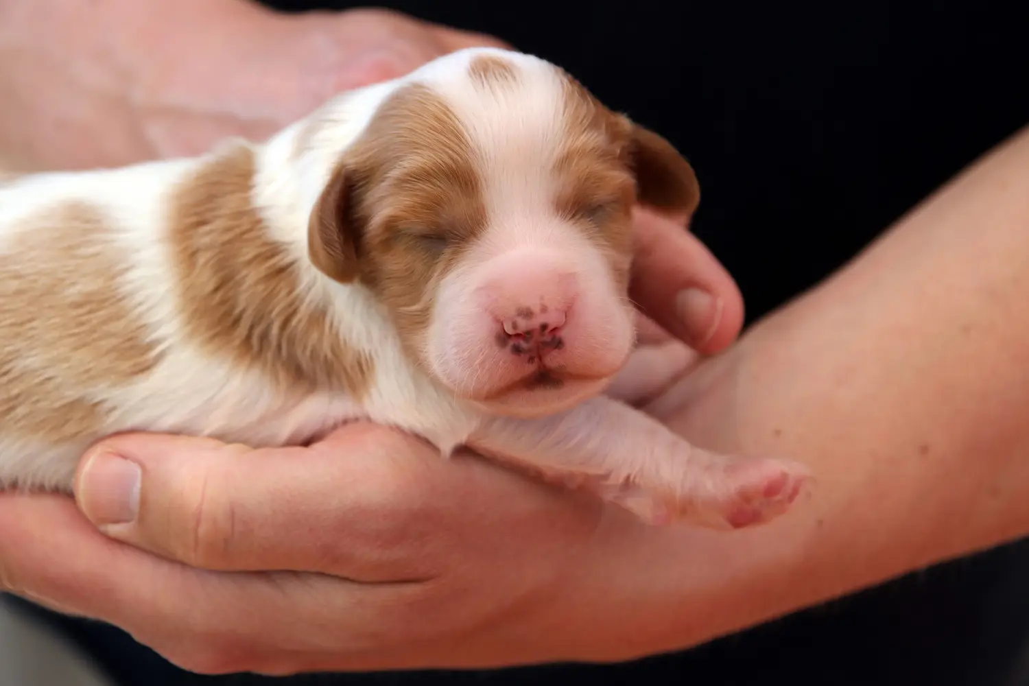 Buying an Irish Red and White Setter puppy means taking responsibility! Buy Irish Red and White Setter puppies.